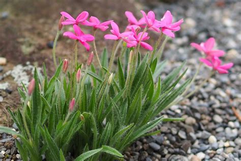 花 種類|育て方がわかる植物図鑑・花図鑑｜みんなの趣味の園 